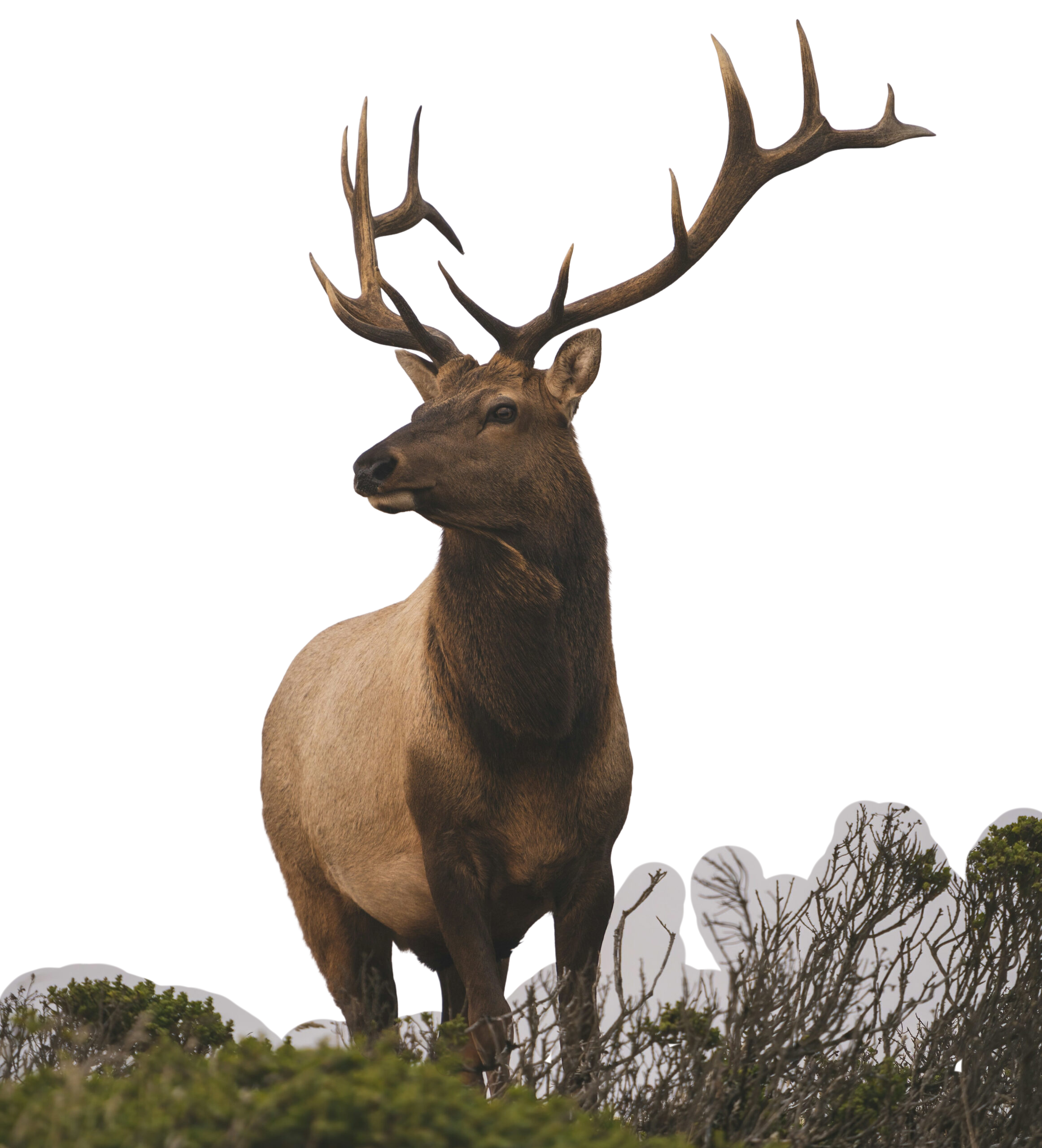 Hirsch